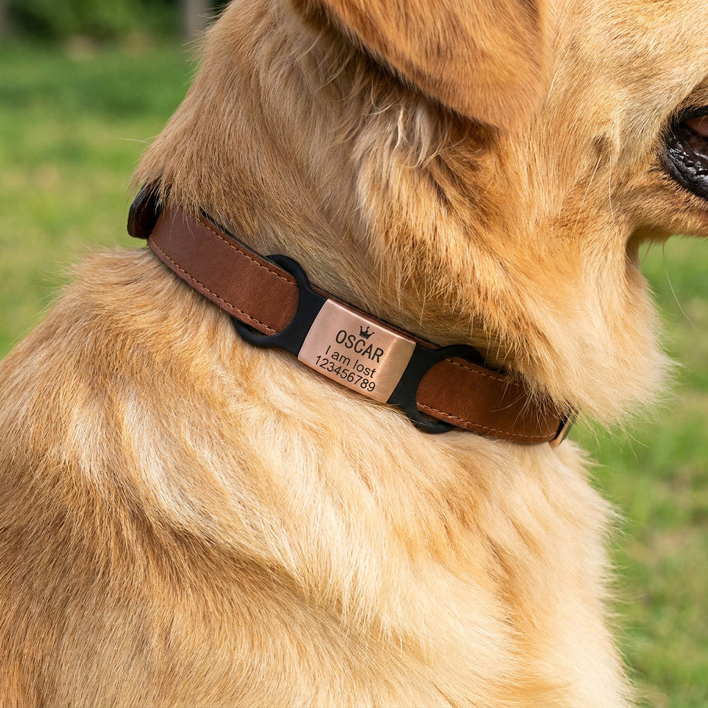 SUCRE Laser Engraved Dog Tags and Cat Tag on Steel-Silicone Band Dog Tag, Slide-On Dog Tags for Pets Engraved UK in 6 Colors | Pet ID Tags for Dogs, Dog Accessories & Puppy Accessories